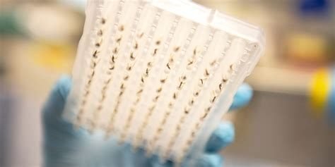 Gloved hand holding a laboratory tray of mosquito specimens arranged for identification and analysis